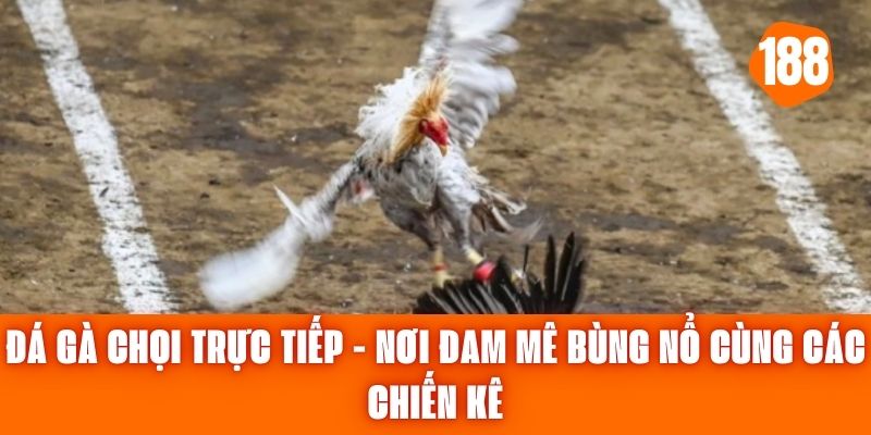 Đá Gà Chọi Trực Tiếp - Nơi Đam Mê Bùng Nổ Cùng Các Chiến Kê