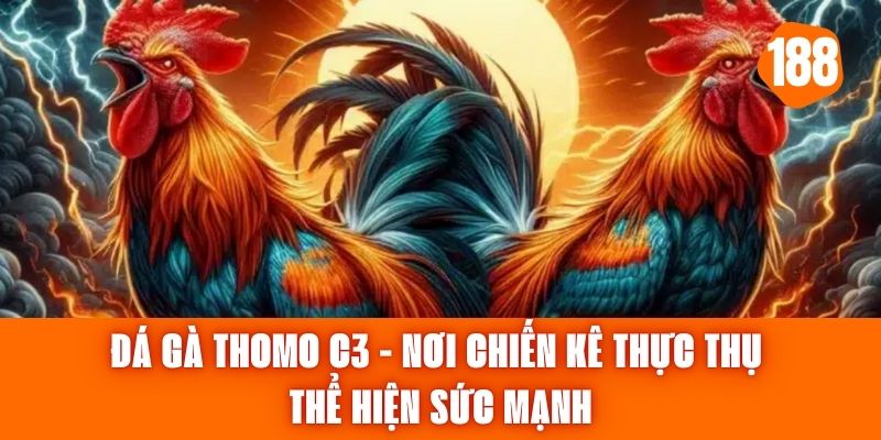 Đá Gà Thomo C3 - Nơi Chiến Kê Thực Thụ Thể Hiện Sức Mạnh